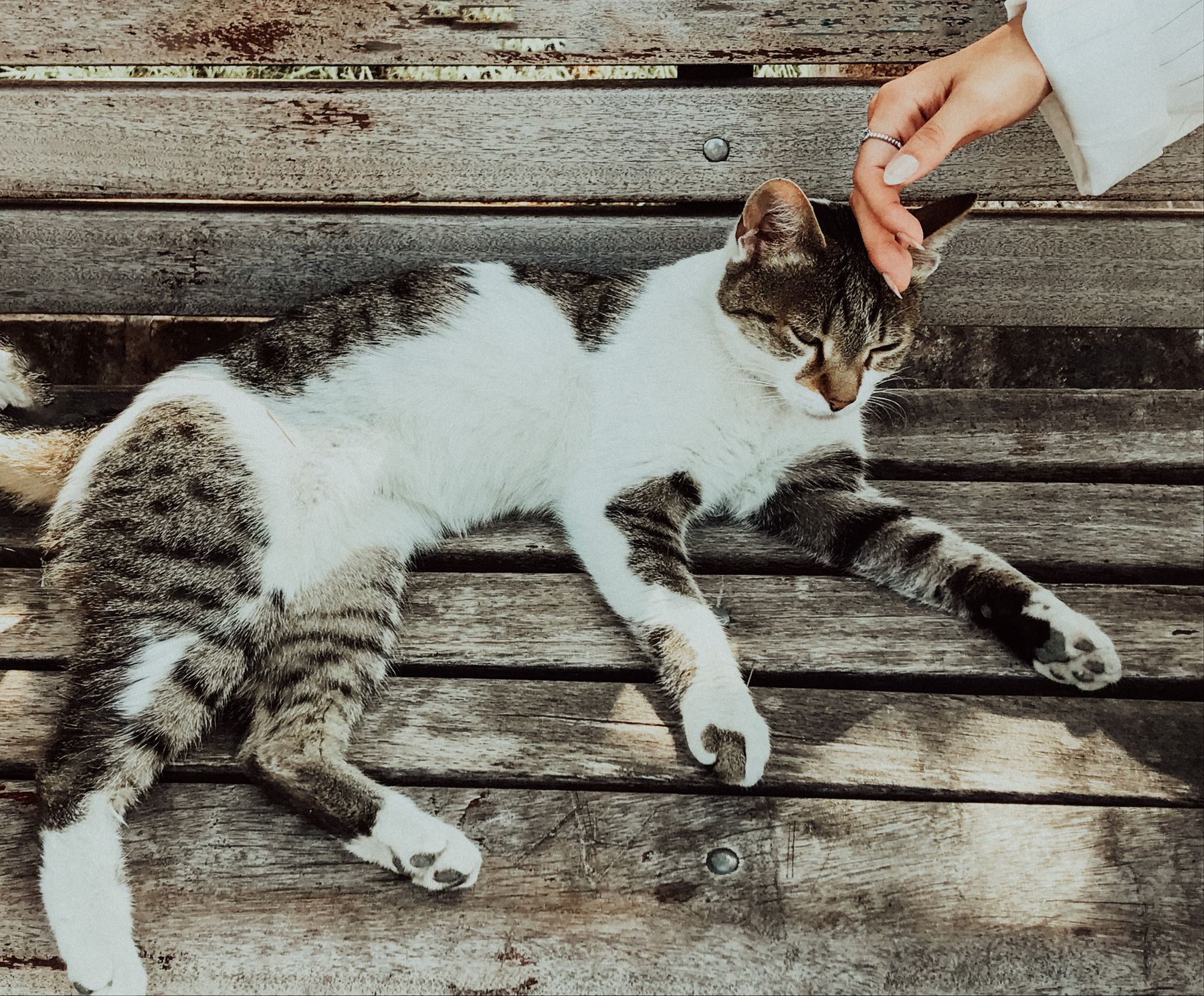 An older tabby cat resting in the sun while being stroked