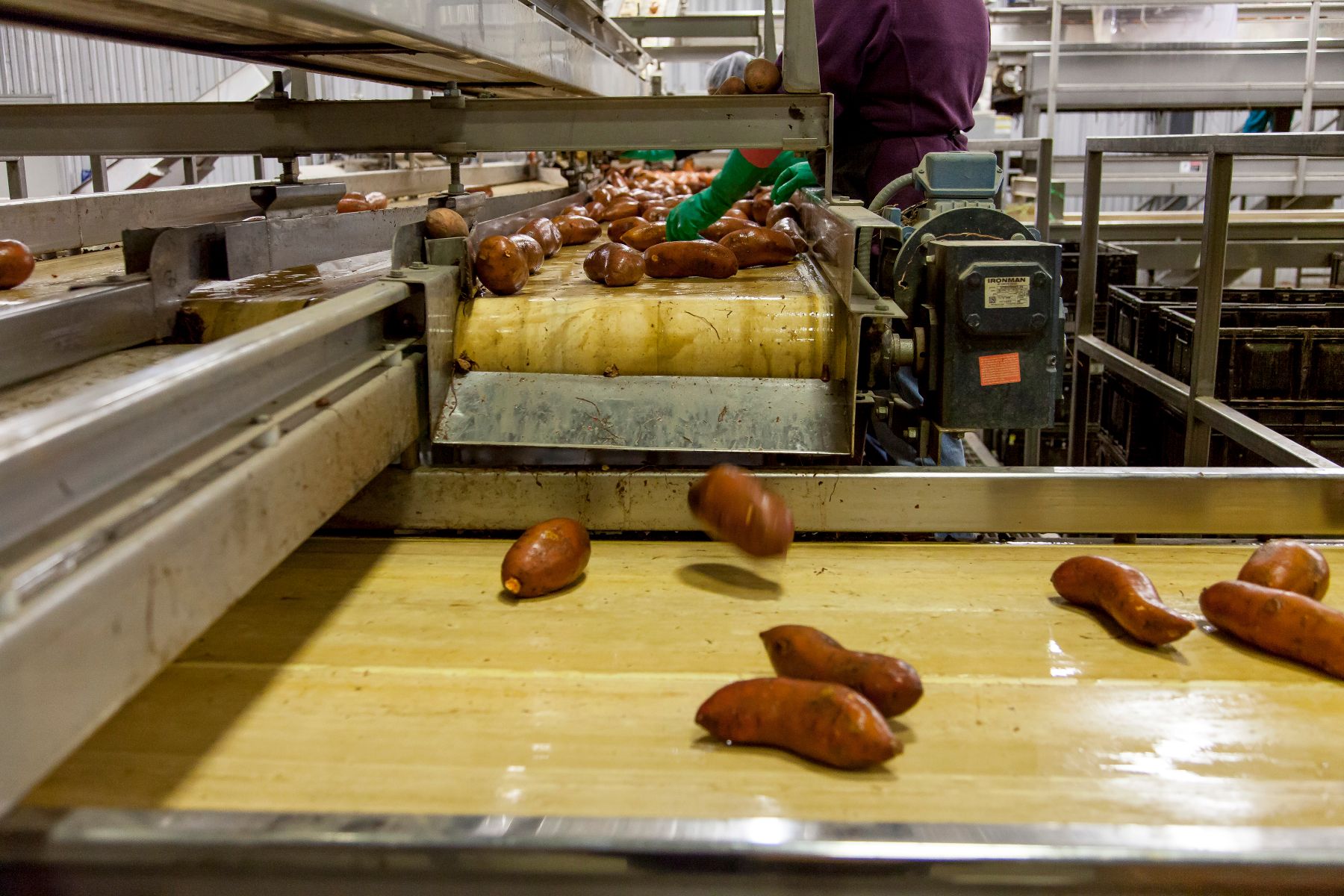Whole-food ingredients being washed and sorted on a production line